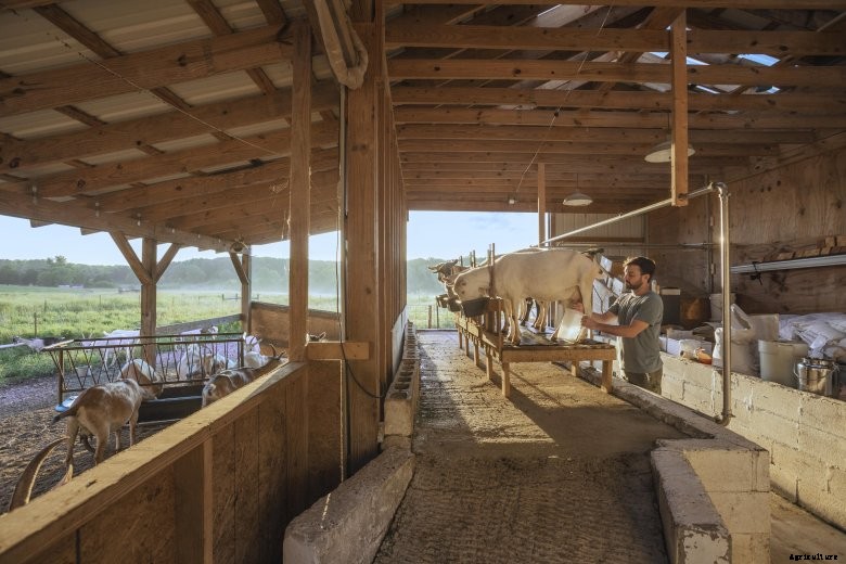 goats-milking-barn